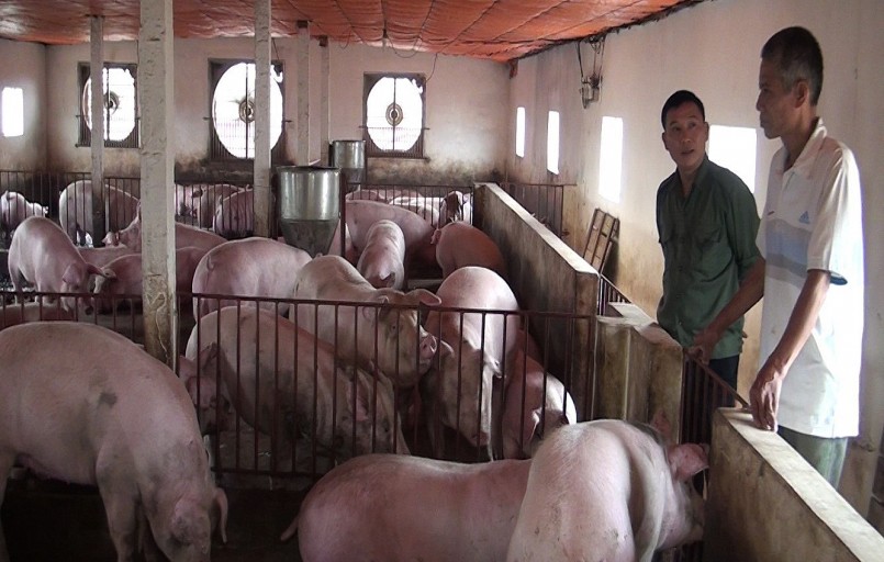 Giá heo hơi tuần qua đi ngang và duy trì ở mức thấp khiến người chăn nuôi khó khăn do thua lỗ. Giá heo hơi tuần qua đi ngang và duy trì ở mức thấp khiến người chăn nuôi khó khăn do thua lỗ.