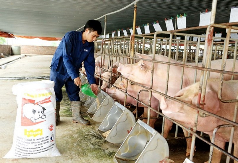 Giá heo hơi hôm nay (25/12) kết thúc một tuần trầm lắng với đà giảm sâu chưa có dấu hiệu dừng lại. Giá heo hơi hôm nay (25/12) kết thúc một tuần trầm lắng với đà giảm sâu chưa có dấu hiệu dừng lại.