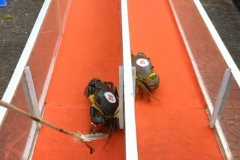 Lần đầu tiên tổ chức cua chạy đua khán giả xem đông như bóng đá