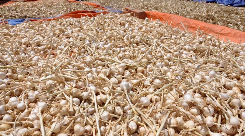 Một tháng chi 376 tỷ đồng nhập tỏi