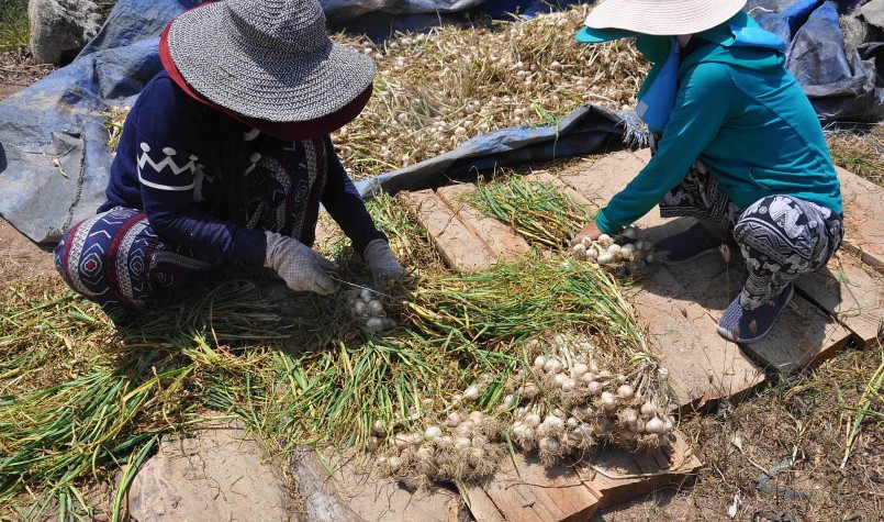 Tỏi Lý Sơn được nhiều người ưa chuộng