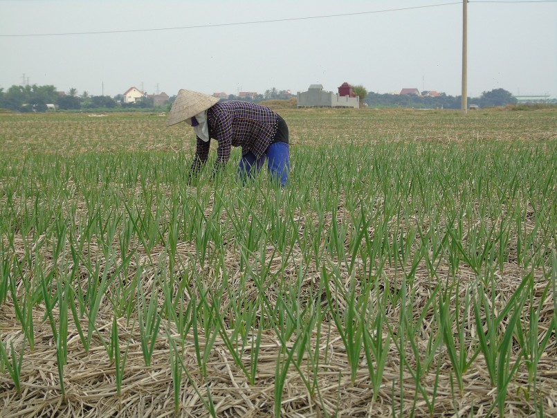 Tỏi là một trong những cây gia vị dễ trồng