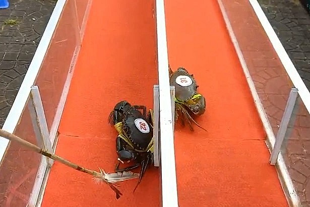 Môn thể thao độc lạ lần đầu tiên được tổ chức: cua chạy đua.