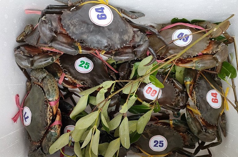 Những chúa cua tham gia cuộc đua được đánh số và phân hạng theo trọng lượng.