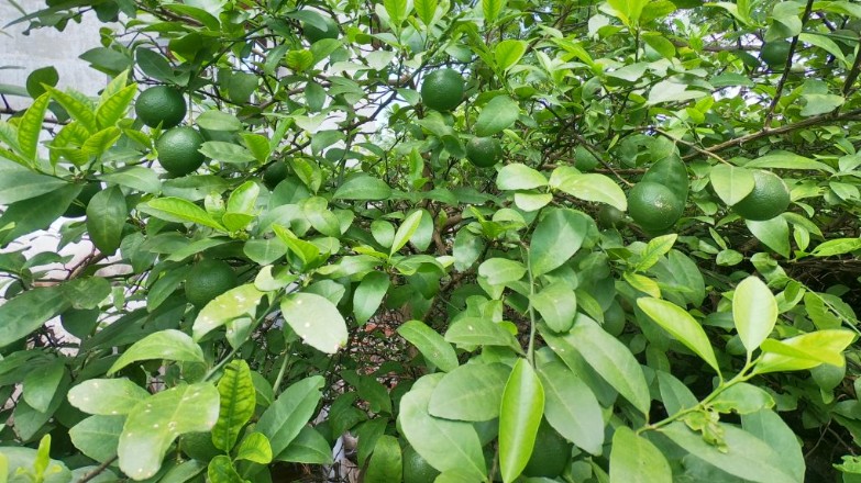 Loại lá Việt Nam có đầy chẳng ai thèm hái, bán ở nước ngoài giá hơn 6 triệu/kg