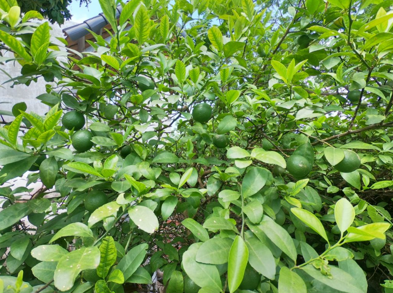 Loại lá Việt Nam có đầy chẳng ai thèm hái, bán ở nước ngoài hơn 6 triệu/kg