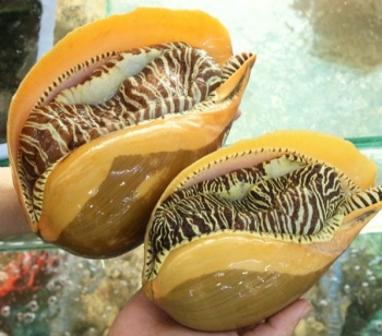 Loại ốc khổng lồ xưa không ai ăn, nay thành đặc sản 300.000 đồng/kg vẫn được săn lùng