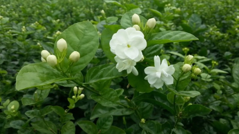 Những loại hoa kiêng kỵ cắm trên bàn thờ ngày Tết, thơm và đẹp đến mấy cũng không dùng