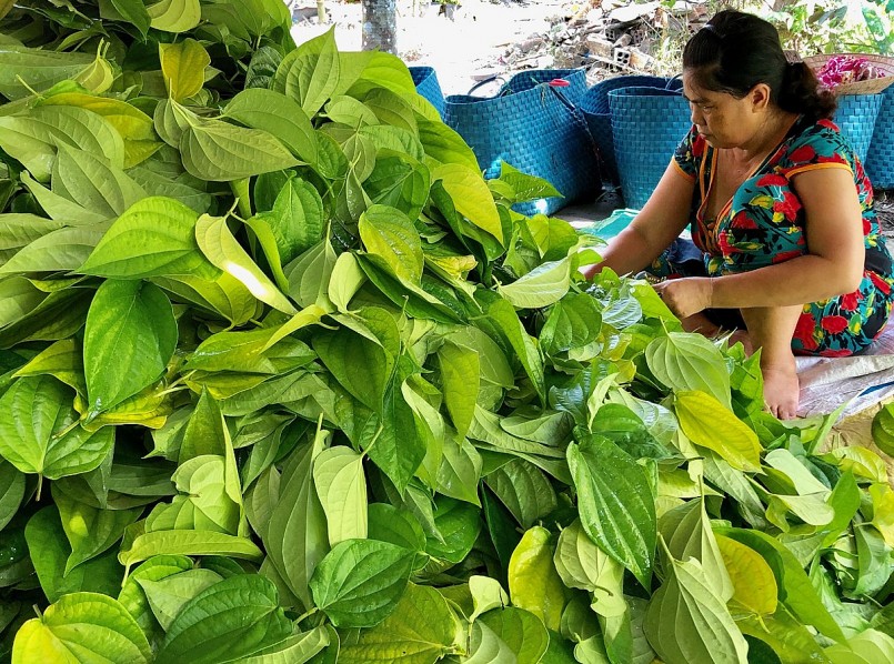 Trầu sau khi hái sẽ xếp lại thành ốp gọi là liễn trầu