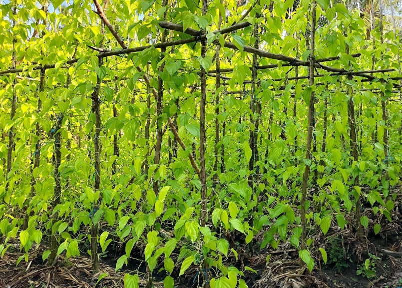 Vị Thủy được xem là làng nghề trồng trầu lá 