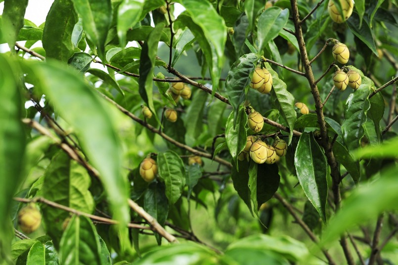 Cây trà hoa vàng rất sai hoa