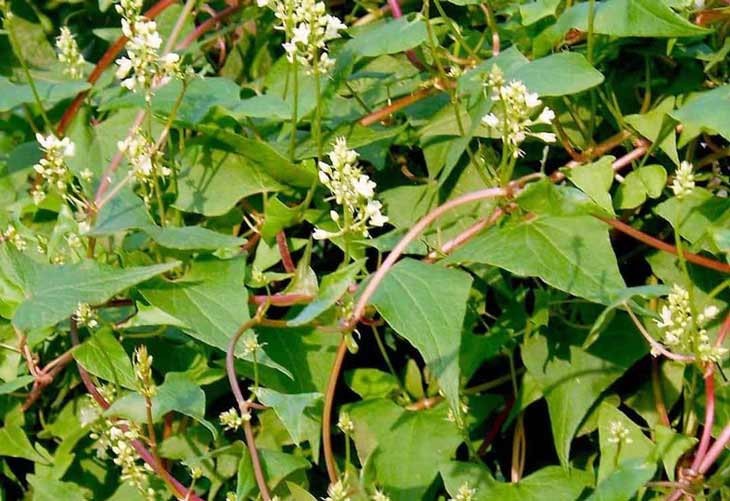 Cái "đáng quý" của hà thủ ô đỏ, dùng ra sao cho "tẫn" kỳ dụng