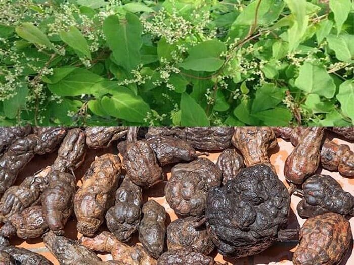 Cái "đáng quý" của hà thủ ô đỏ, dùng ra sao cho "tẫn" kỳ dụng