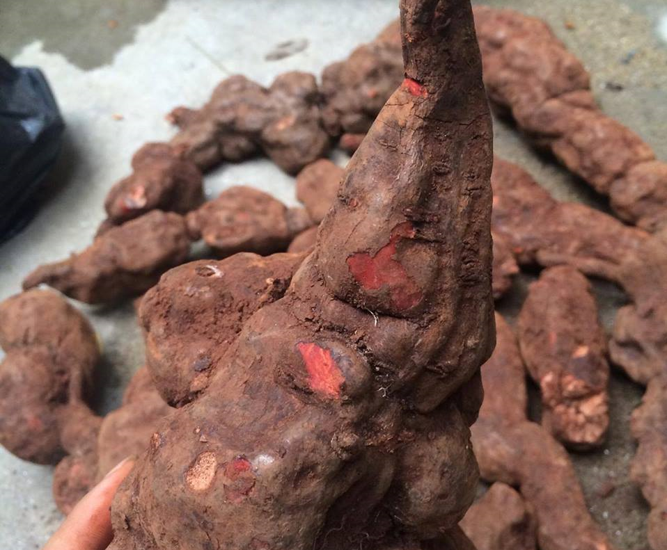 Cái "đáng quý" của hà thủ ô đỏ, dùng ra sao cho "tẫn" kỳ dụng