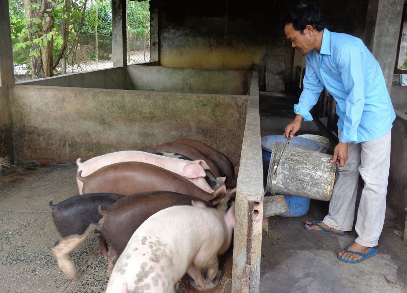 Giá heo hơi hôm nay (26/12) chưa thể khởi sắc khi hầu hết các địa phương vẫn giao dịch ở mốc giá cũ. 