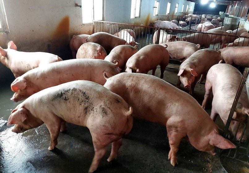 , 54.000 đồng/kg tiếp tục là mức giá cao nhất khu vực được ghi nhận tại hai tỉnh Bắc Giang và Hưng Yên