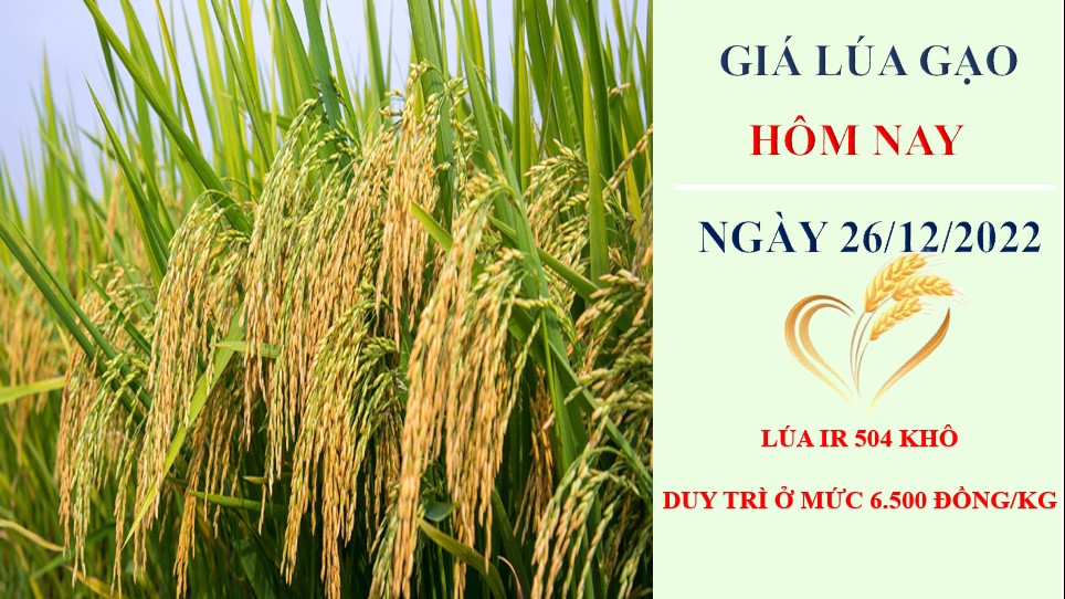 Giá lúa gạo hôm nay 26/12/2022: Thị trường sôi động, giá neo cao