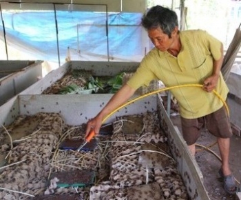 Cách biến 100 nghìn đồng thành nguồn thu nhập 240 triệu đồng nhờ nuôi con đặc biệt này