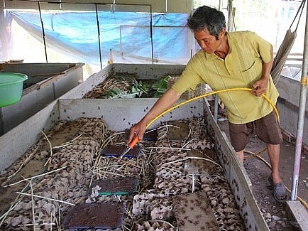 Trong 12 ngày đầu kể từ khi trứng dế nở là thời điểm quan trọng nhất vì đường ruột dế con còn yếu, nếu xịt nước nhiều dế dễ chết, tốt nhất chỉ nên phun sương. 