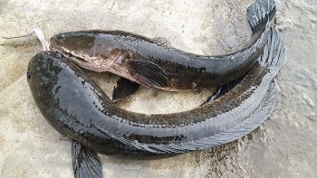 Nuôi con được săn lùng dịp Tết để nấu món đặc sản, nông dân vùng này kiếm bộn tiền