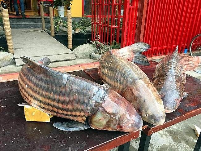 Cá trà sóc thuộc loại cá siêu hiếm Cá trà sóc thuộc loại cá siêu hiếm