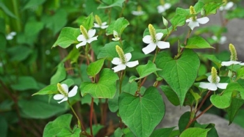 Thứ rau bán đầy ngoài chợ nhưng là kháng sinh tự nhiên