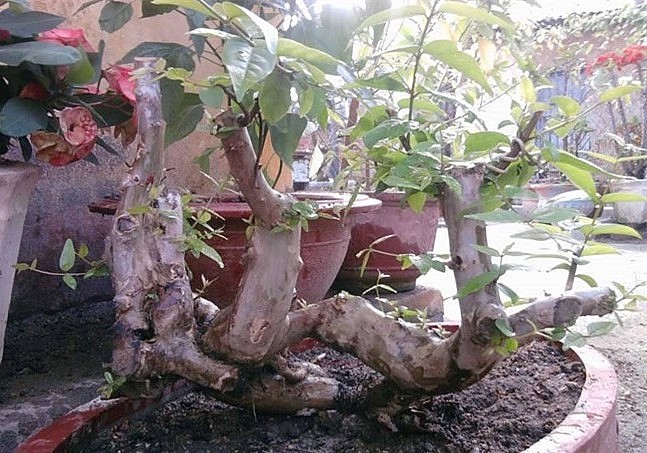 Bằng lăng dáng rừng mang đến một tuyệt tác đẹp xiêu lòng.