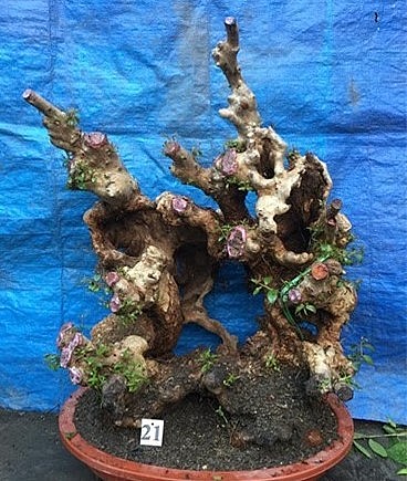 Bằng lăng rừng đã mang dáng thế rất đặc biệt gợi cảm hứng cho tạo tác bonsai.