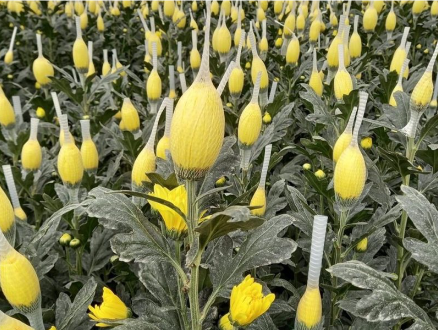 Ý nghĩa chơi hoa Cúc ngày Tết bạn cần biết