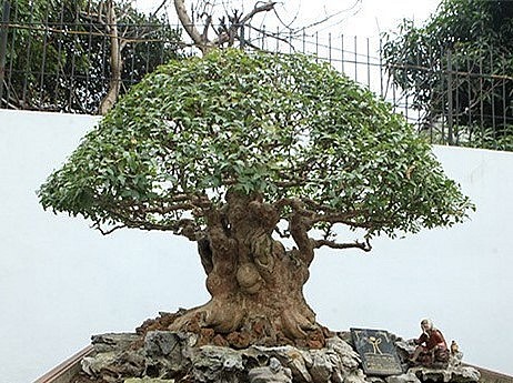 Cây bằng lăng hình nấm có tuổi đời hàng trăm năm thuộc sở hữu của một đại gia ở Phú Thọ được định giá hàng tỷ đồng.