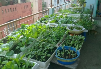 Giá rau đắt đỏ, chỉ cần mấy cái thùng xốp mẹ bỉm sữa có ngay vườn cải xanh hái quanh năm