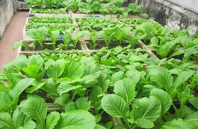 Khác với những loại rau khác phải trồng đúng mùa vụ thì cải xanh có thể trồng được quanh năm.