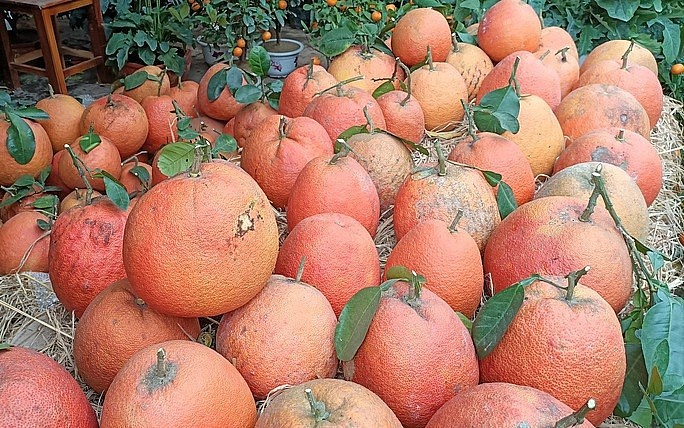 giống bưởi đỏ tiến vua được bán với giá rất cao giống bưởi đỏ tiến vua được bán với giá rất cao