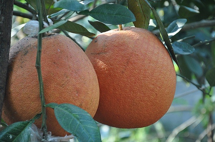 Do có màu đỏ tươi nhiều người ưa chuộng, nhất là vào dịp Tết Do có màu đỏ tươi nhiều người ưa chuộng, nhất là vào dịp Tết