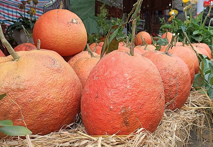 Giấy chứng nhận đăng ký chỉ dẫn địa lý số Giấy chứng nhận đăng ký chỉ dẫn địa lý số