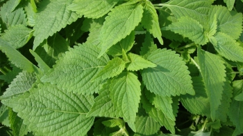 Rau kinh giới chỉ 2 nghìn đồng/bó nhưng lại có nhiều công dụng cực hay