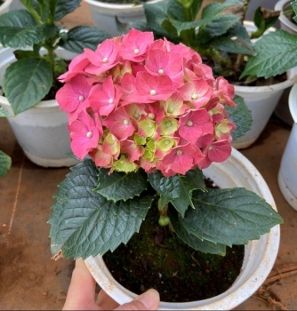 Bí quyết có ngay chậu hoa biểu tượng sự giàu sang và hạnh phúc trong dịp Tết