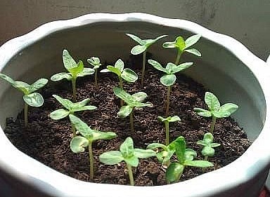 Đối với cách trồng hoa cẩm tú cầu bằng hạt, bạn có thể mua hạt giống tại các cửa hàng cây cảnh hoặc vườn ươm rất dễ dàng.