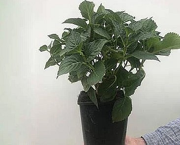 Phòng trừ sâu bệnh cho cây hoa cẩm tú cầu cũng rất quan trọng.