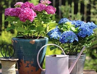 Sự tích hoa cẩm tú cầu gắn liền với tình yêu của nàng Lia và chàng Erike...