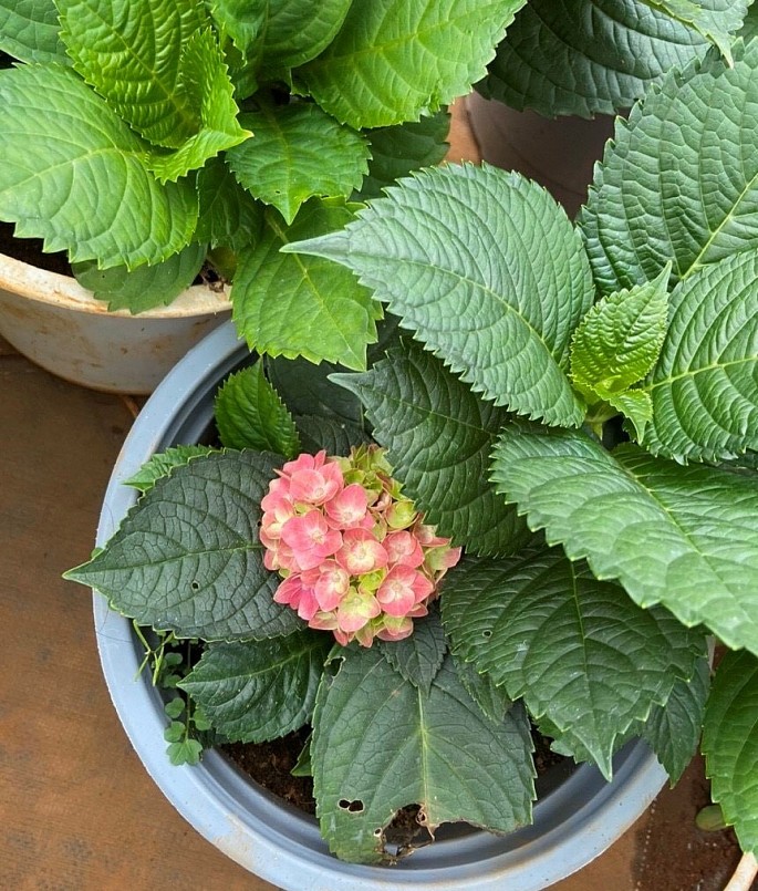 Bón phân hữu cơ sẽ giúp cẩm tú cầu phát triển tốt.