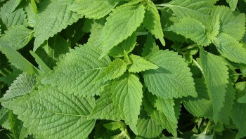 Rau kinh giới chỉ 2 nghìn đồng/bó nhưng lại có nhiều công dụng cực hay