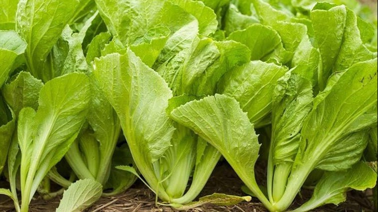 Những loại rau cải phổ biến không chỉ ngon mà còn tốt cho sức khỏe