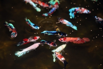 Bỏ đại học vì mê cá kiểng bị cười chê giờ thành ông chủ thu trăm triệu mỗi năm