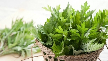 Vô vàn công dụng hữu ích của ngải cứu với sức khỏe