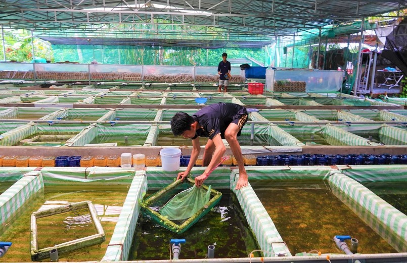 Hiện trang trại của anh đang cho sinh sản hơn 10 loại cá bảy màu như: Rồng tím, rồng xanh, full gold, dark night, pingu… 