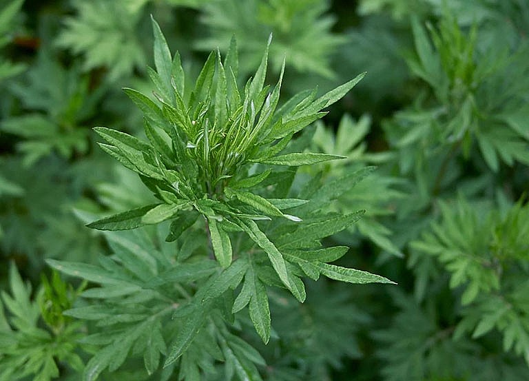 ngải cứu vốn là một loại cây cỏ mọc dại ở rất nhiều địa phương phía Bắc ngải cứu vốn là một loại cây cỏ mọc dại ở rất nhiều địa phương phía Bắc