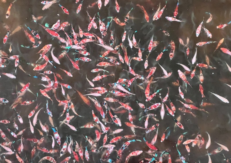 Vì đam mê nuôi cá kiểng nên chàng trai trẻ quyết định làm liều một phen.