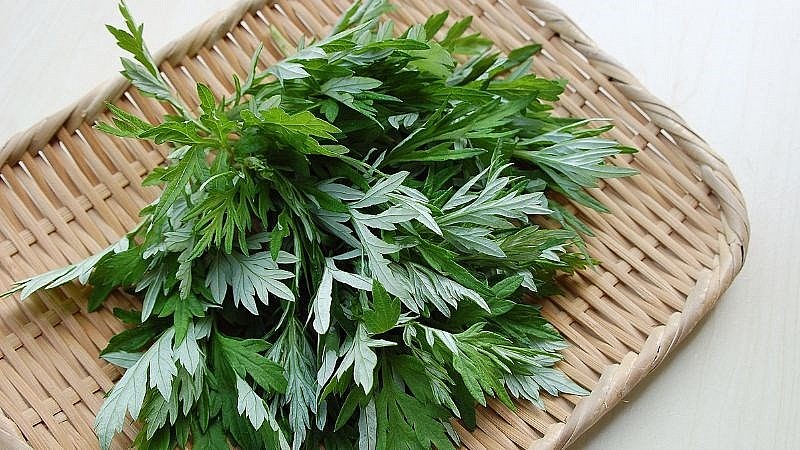 Có nhiều cách sử dụng rau ngải cứu Có nhiều cách sử dụng rau ngải cứu