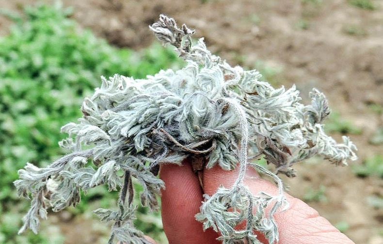 phơi khô và cho vào cùng với trà, giải nhiệt rất tốt phơi khô và cho vào cùng với trà, giải nhiệt rất tốt